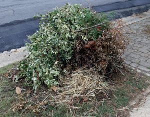 Yard Waste Cleanup Services - Corpus Christi’s Best Junk & Waste Removal